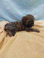 Brandi, a female Poodle - Toy  for sale in Morganton, NC – 5 of 6
