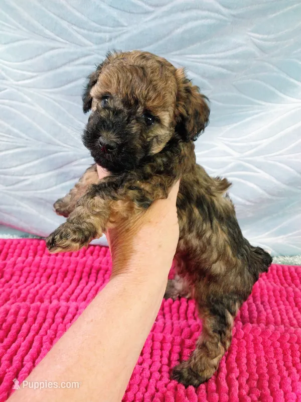 Brandi – Poodle - Toy  puppy for sale in Morganton, NC