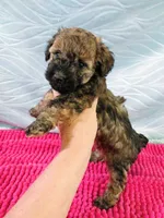 Brandi, a female Poodle - Toy  for sale in Morganton, NC – 1 of 6