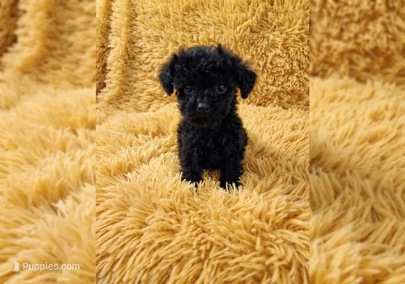 Digby – Poodle - Toy  puppy for sale in Morganton, NC