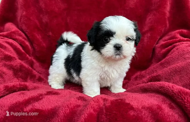 Bruno – Shih Tzu puppy for sale in Morganton, NC