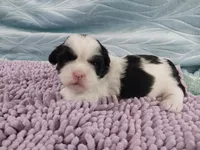 Kiki, a female Shih Tzu for sale in Morganton, NC – 2 of 3