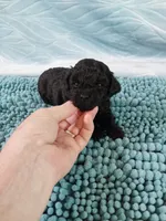 Digger, a male Poodle - Toy  for sale in Morganton, NC – 4 of 5