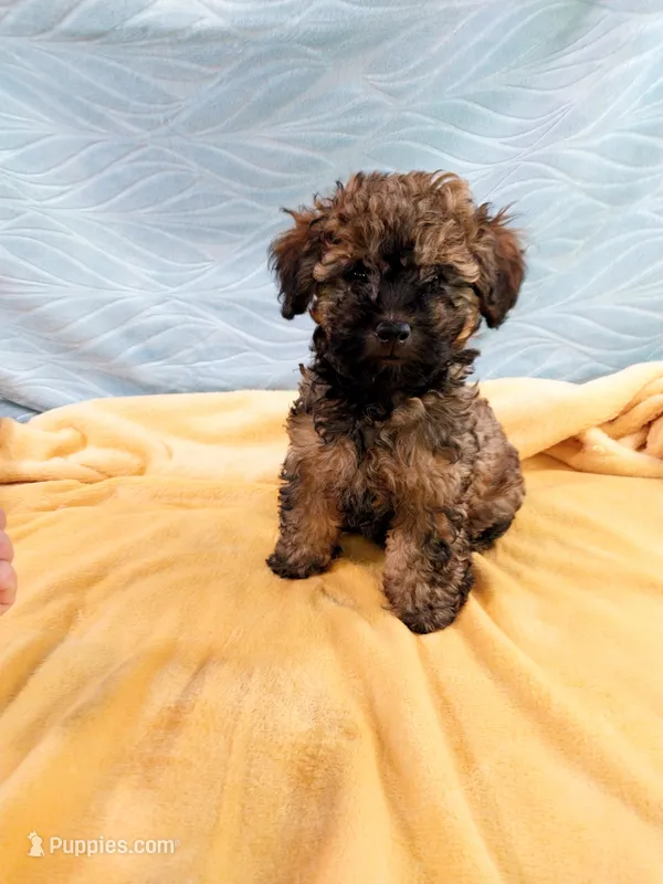Brandi – Poodle - Toy  puppy for sale in Morganton, NC