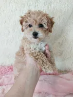 Poppy, a female Poodle - Toy  for sale in Morganton, NC – Photo 1 of 6