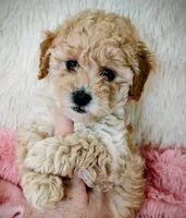 Poppy, a female Poodle - Toy  for sale in Morganton, NC – Photo 4 of 6