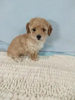 Poppy, a female Poodle - Toy  for sale in Morganton, NC – Photo 6 of 6