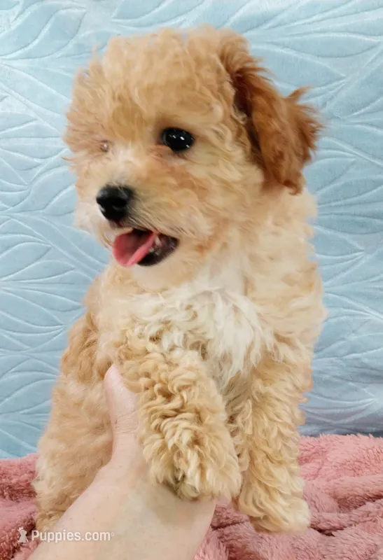 Poppy – Poodle - Toy  puppy for sale in Morganton, NC
