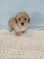 Poppy, a female Poodle - Toy  for sale in Morganton, NC – Photo 5 of 6