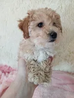 Poppy, a female Poodle - Toy  for sale in Morganton, NC – Photo 2 of 6