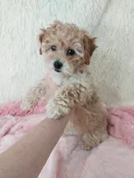 Poppy, a female Poodle - Toy  for sale in Morganton, NC – Photo 3 of 6