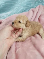 Bindi, a female Poodle - Toy  for sale in Morganton, NC – 3 of 3