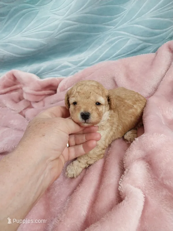 Bindi – Poodle - Toy  puppy for sale in Morganton, NC