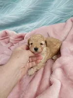 Bindi, a female Poodle - Toy  for sale in Morganton, NC – 1 of 3