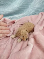 Bindi, a female Poodle - Toy  for sale in Morganton, NC – 2 of 3