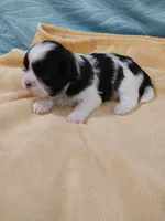 Kaylee, a female Shih Tzu for sale in Morganton, NC – 3 of 3
