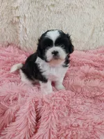 Kylee, a female Shih Tzu for sale in Morganton, NC – 1 of 6