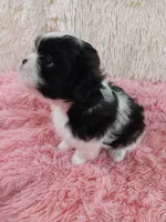 Kylee, a female Shih Tzu for sale in Morganton, NC – 3 of 6