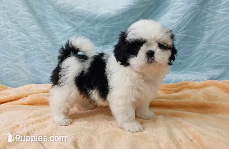 Bruno – Shih Tzu puppy for sale in Morganton, NC
