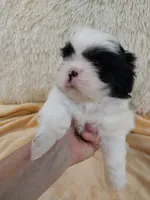 Kiki, a female Shih Tzu for sale in Morganton, NC – 2 of 6