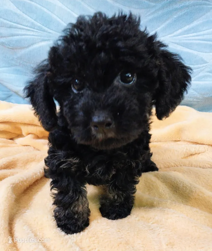 Bixby – Poodle - Toy  puppy for sale in Morganton, NC