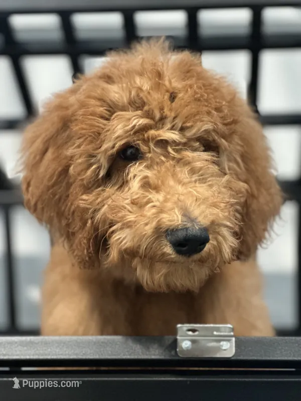 Kevin – Goldendoodle puppy for sale in Beaumont, CA