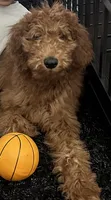 Kevin, a male Goldendoodle for sale in Beaumont, CA – 3 of 5