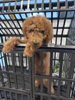 Kevin, a male Goldendoodle for sale in Beaumont, CA – 2 of 5