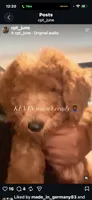 Kevin, a male Goldendoodle for sale in Beaumont, CA – 4 of 5