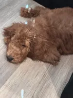 Kevin, a male Goldendoodle for sale in Beaumont, CA – 5 of 5