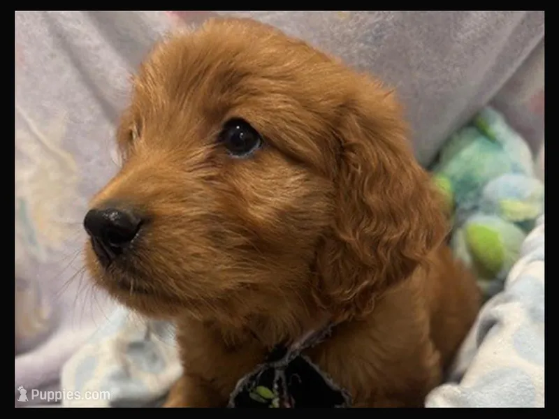 Elvis – Labradoodle puppy for sale in Washington, MO