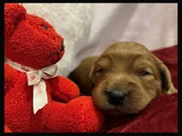 Elvis, a female Labradoodle for sale in Washington, MO – Photo 1 of 3