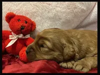 Elvis, a female Labradoodle for sale in Washington, MO – Photo 2 of 3