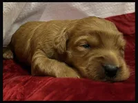 Elvis, a female Labradoodle for sale in Washington, MO – Photo 3 of 3