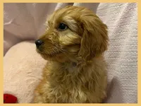 Sable, a female Poodle - Miniature  and Miniature Goldendoodle for sale in Washington, MO – Photo 5 of 9