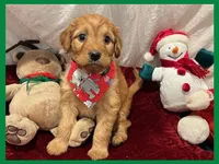 Sable, a female Poodle - Miniature  and Miniature Goldendoodle for sale in Washington, MO – Photo 9 of 9