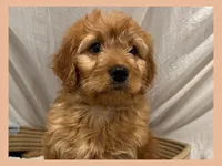 Sable, a female Poodle - Miniature  and Miniature Goldendoodle for sale in Washington, MO – Photo 1 of 9