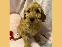 Sable, a female Poodle - Miniature  and Miniature Goldendoodle for sale in Washington, MO – Photo 6 of 9