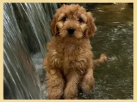 Sable, a female Poodle - Miniature  and Miniature Goldendoodle for sale in Washington, MO – Photo 7 of 9