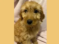 Sable, a female Poodle - Miniature  and Miniature Goldendoodle for sale in Washington, MO – Photo 2 of 9