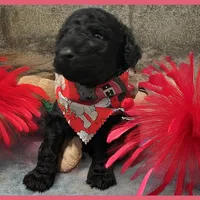 Ace, a male Poodle - Miniature  and Poodle - Standard  for sale in Washington, MO – Photo 8 of 9