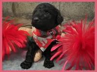 Ace, a male Poodle - Miniature  and Poodle - Standard  for sale in Washington, MO – Photo 8 of 9