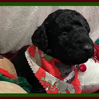 Ace, a male Poodle - Miniature  and Poodle - Standard  for sale in Washington, MO – Photo 9 of 9