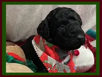 Ace, a male Poodle - Miniature  and Poodle - Standard  for sale in Washington, MO – Photo 9 of 9