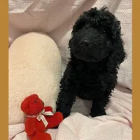 Ace, a male Poodle - Miniature  and Poodle - Standard  for sale in Washington, MO – Photo 3 of 9
