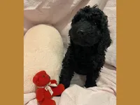 Ace, a male Poodle - Miniature  and Poodle - Standard  for sale in Washington, MO – Photo 3 of 9