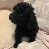 Ace, a male Poodle - Miniature  and Poodle - Standard  for sale in Washington, MO – Photo 2 of 9