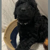 Ace, a male Poodle - Miniature  and Poodle - Standard  for sale in Washington, MO – Photo 6 of 9