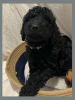 Ace, a male Poodle - Miniature  and Poodle - Standard  for sale in Washington, MO – Photo 6 of 9