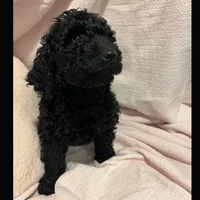 Ace, a male Poodle - Miniature  and Poodle - Standard  for sale in Washington, MO – Photo 1 of 9